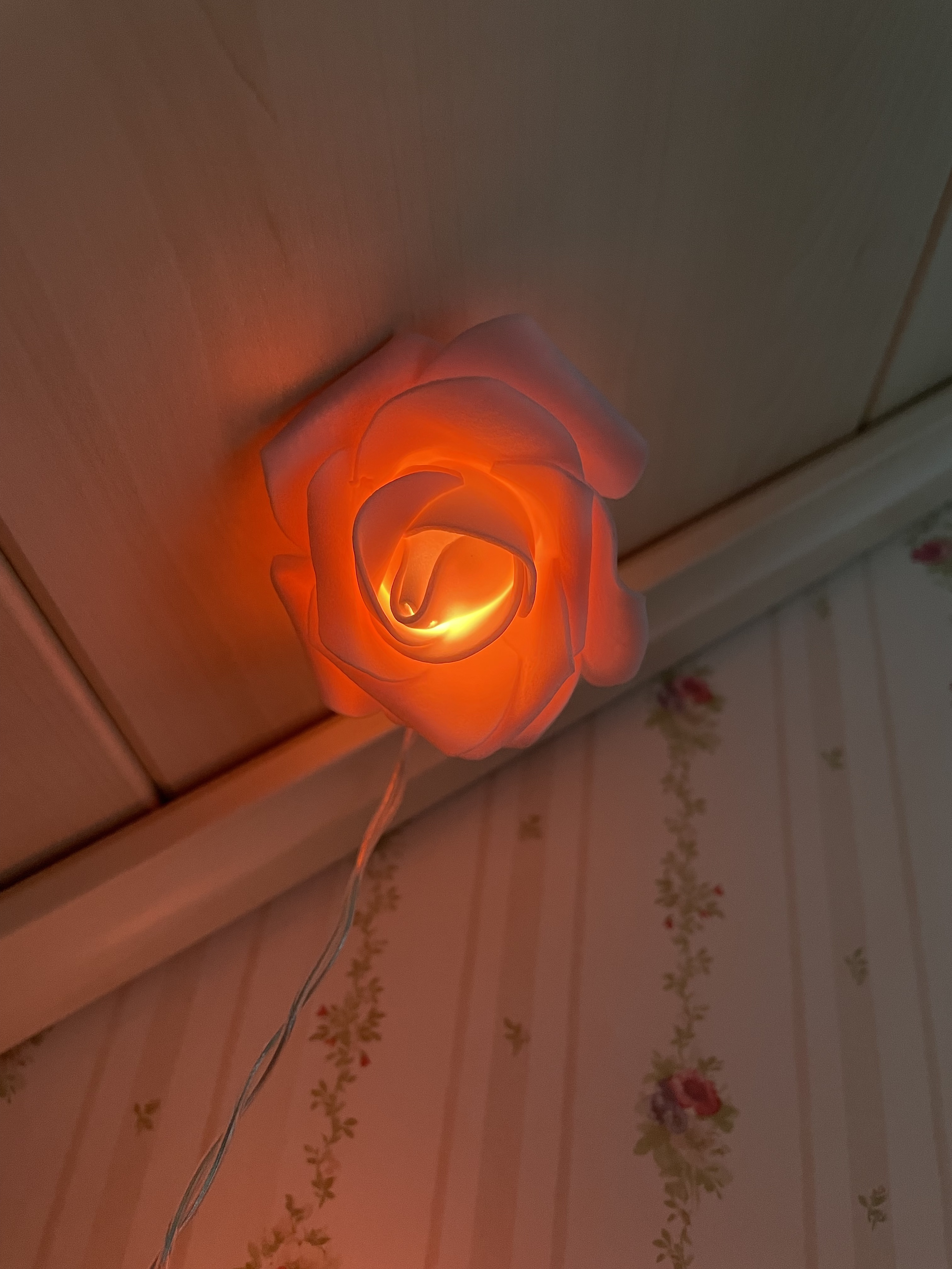 Eine Rose locker