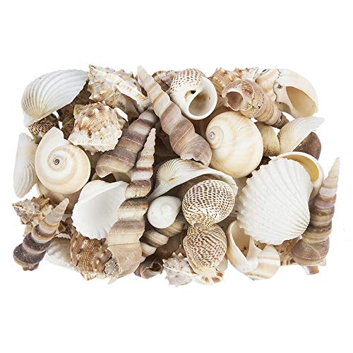 ideen-mit-herz-potpourri-muscheln-natur-450-g-deko image 6